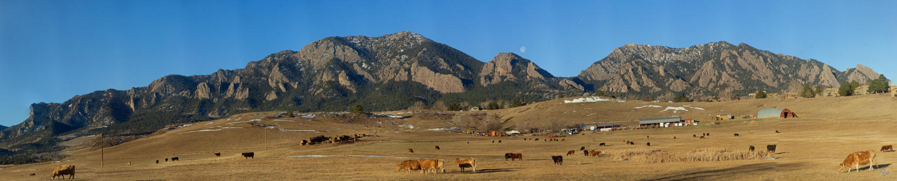 Shanahan Farm Cows